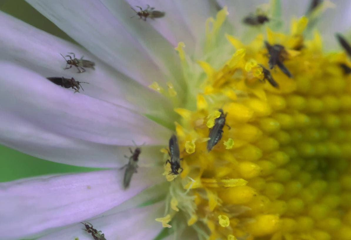 Трипси на кімнатних рослинах