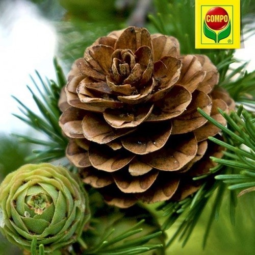 Комплексне мінеральне добриво для хвойників Compo, 2 кг (1579) 4