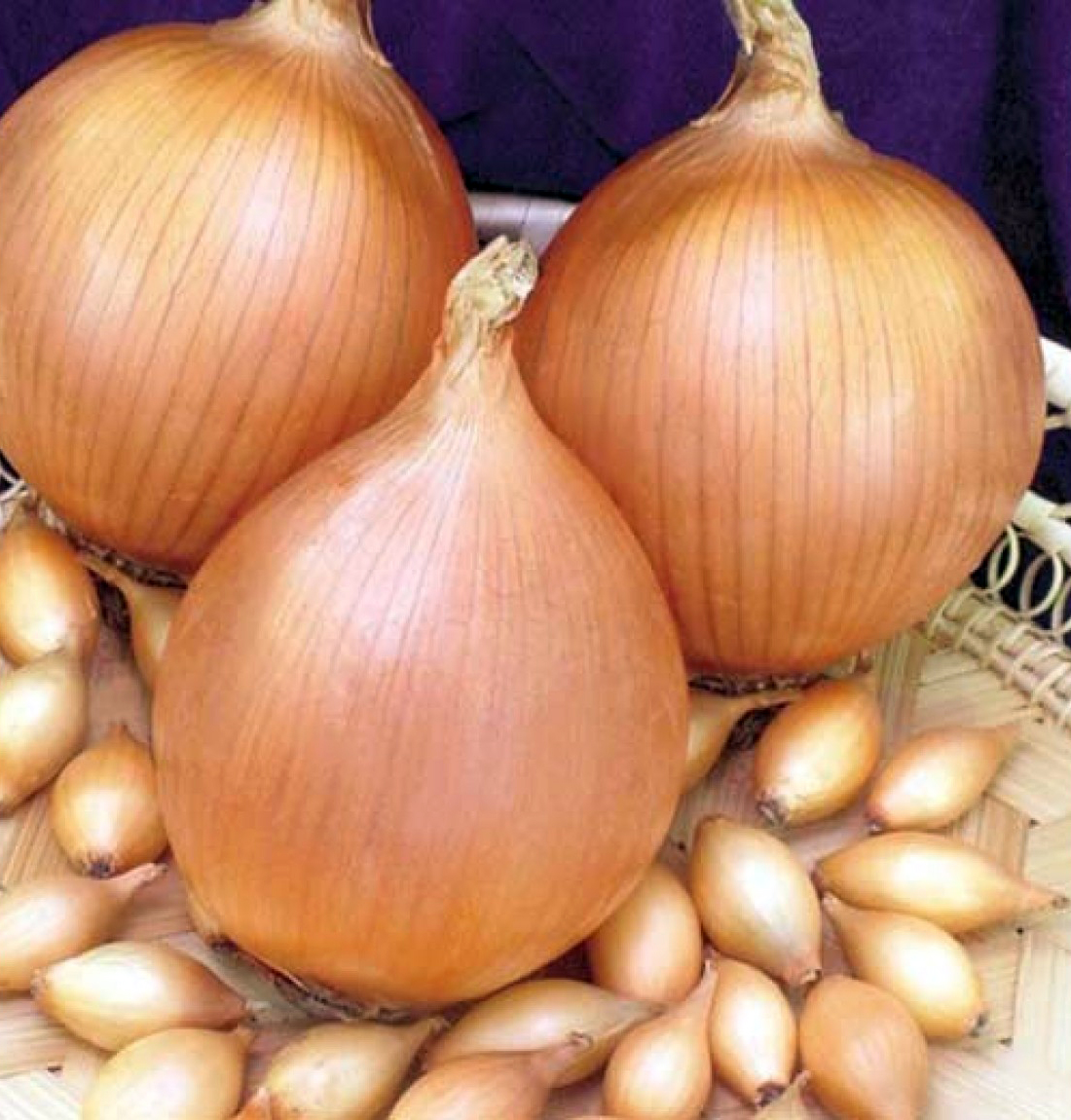 Насіння цибулі-сіянки Стур ВС 20 F1, 1 кг, Broer (Голландія)