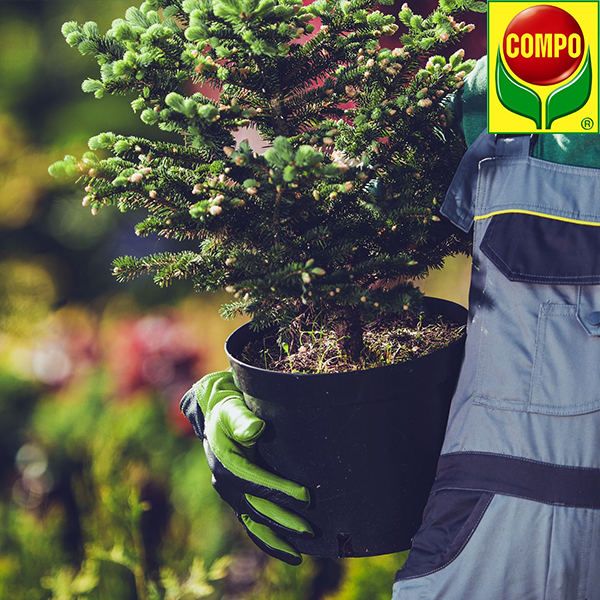 Субстрат для хвойних 40 л, Compo Sana (Компо), 1621 3
