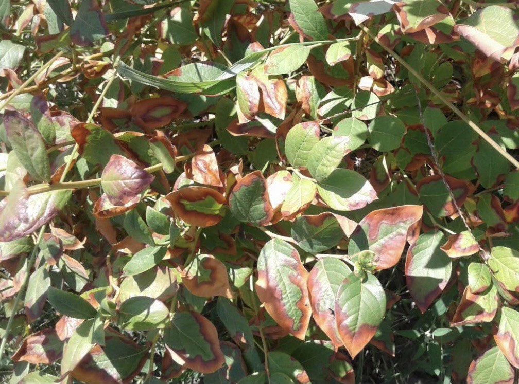 Сохне листя на кущах лохини