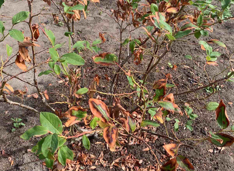 Сохне листя на кущах лохини