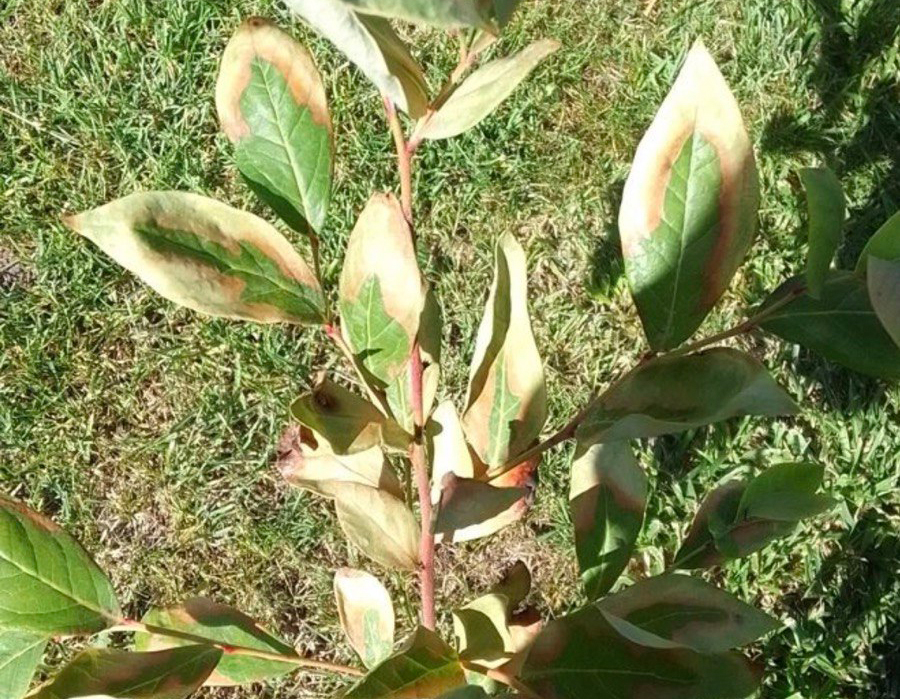 Сохне листя на кущах лохини