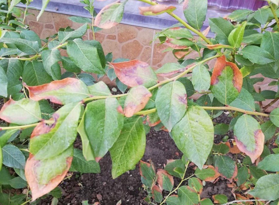 Сохне листя на кущах лохини