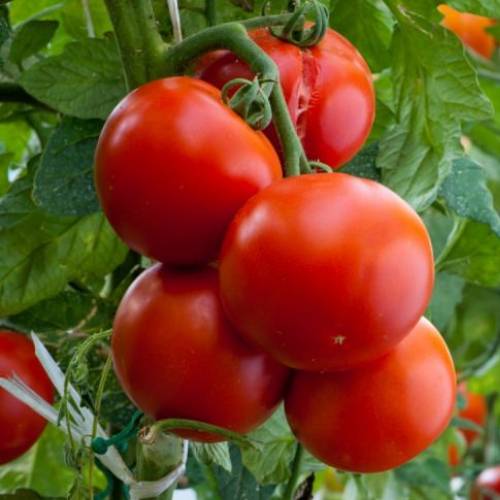 Насіння томату Полбіг F1, 0,05г, Bejo, Голландія, Леда Агро 3