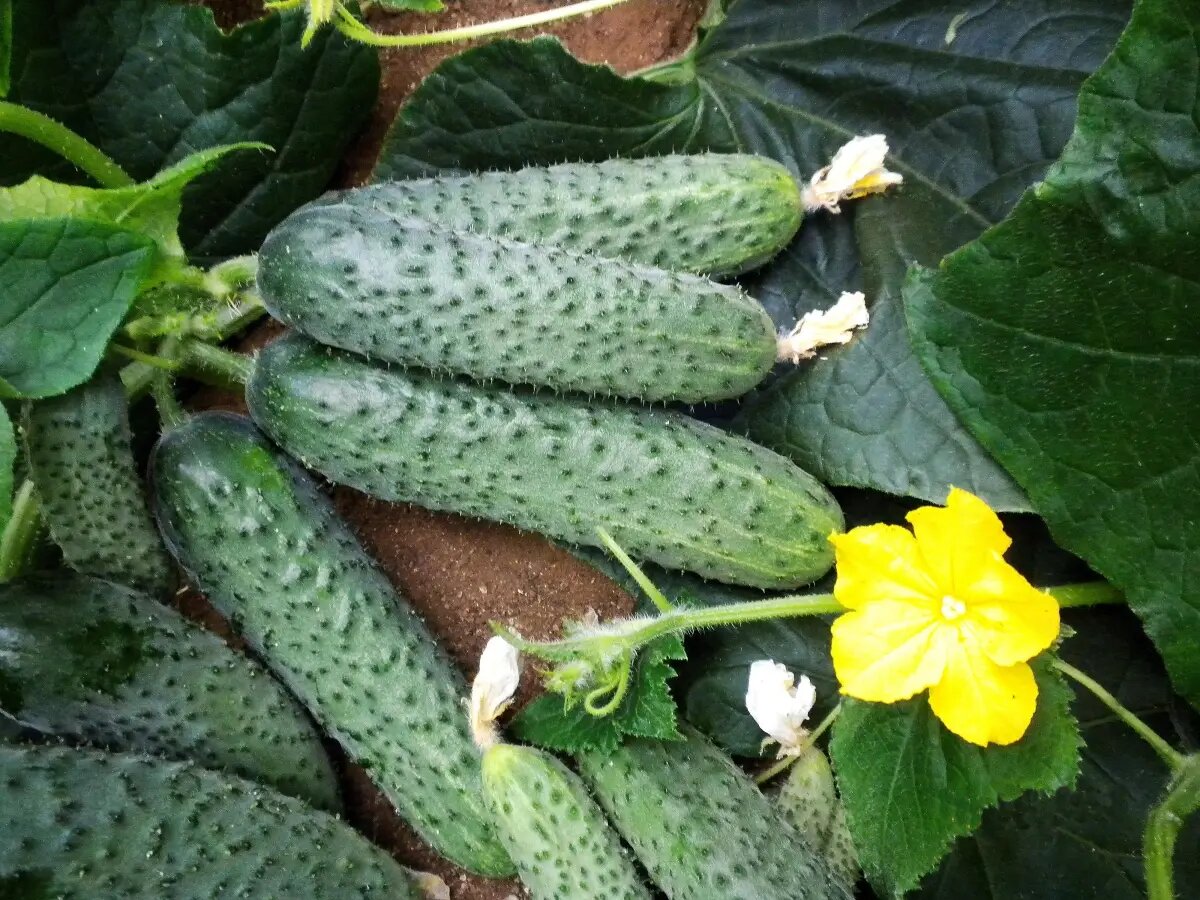 Насіння огірка Солон F1, 10шт, Yuksel, Туреччина, Професійне насіння