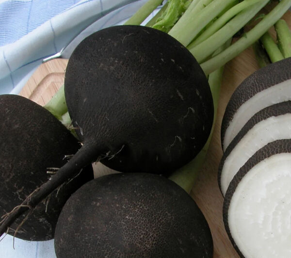 Насіння редьки Кулата, 2г, Moravo, Чехія, Професійне насіння