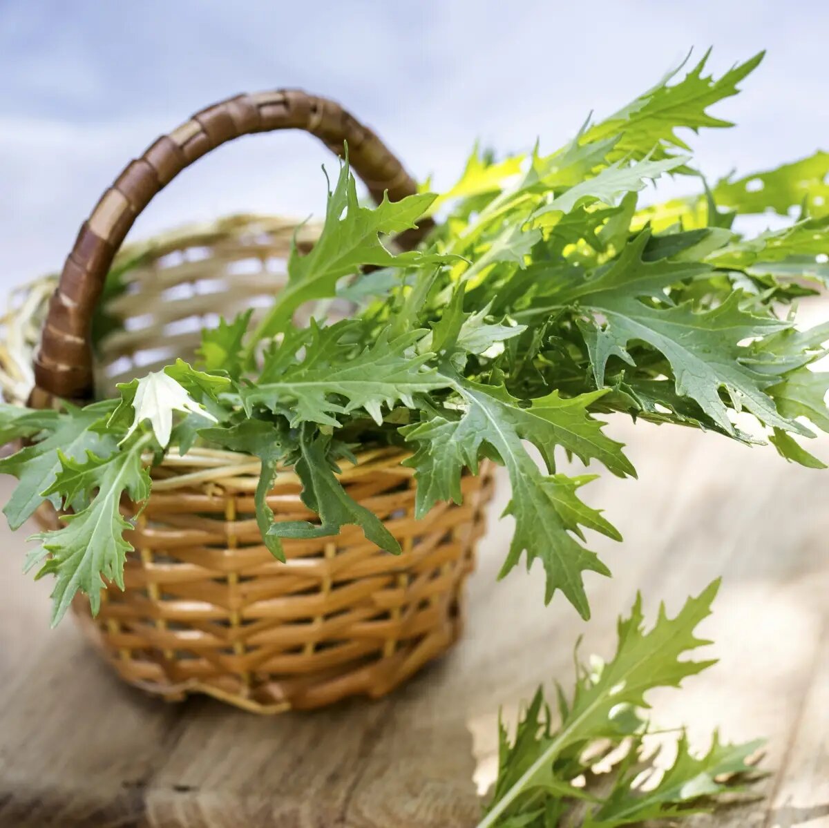 Семена горчицы японской Мизуна зеленая, 0.3г, Hem, Голландия, Професійне насіння