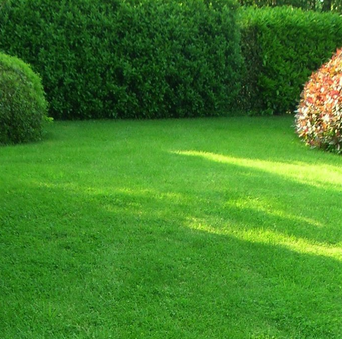 Газонна трава Barstadium RPR GLS райграс, 15кг, Barenbrug (Баренбруг) 2