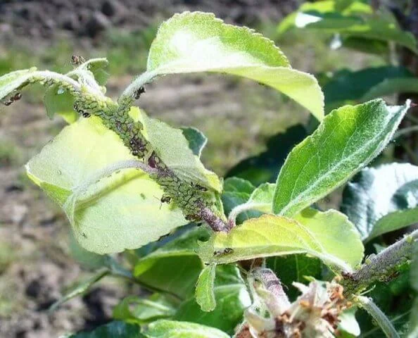 Инсектецид Маврик 24% ЕВ ADAMA, 100 мл 2