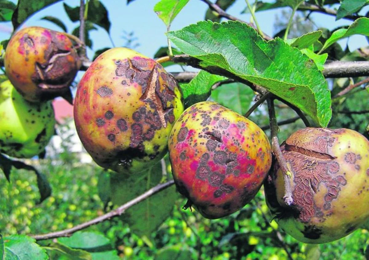 Фунгіцид Міравіс, 45мл, Syngenta (Сінгента) 2