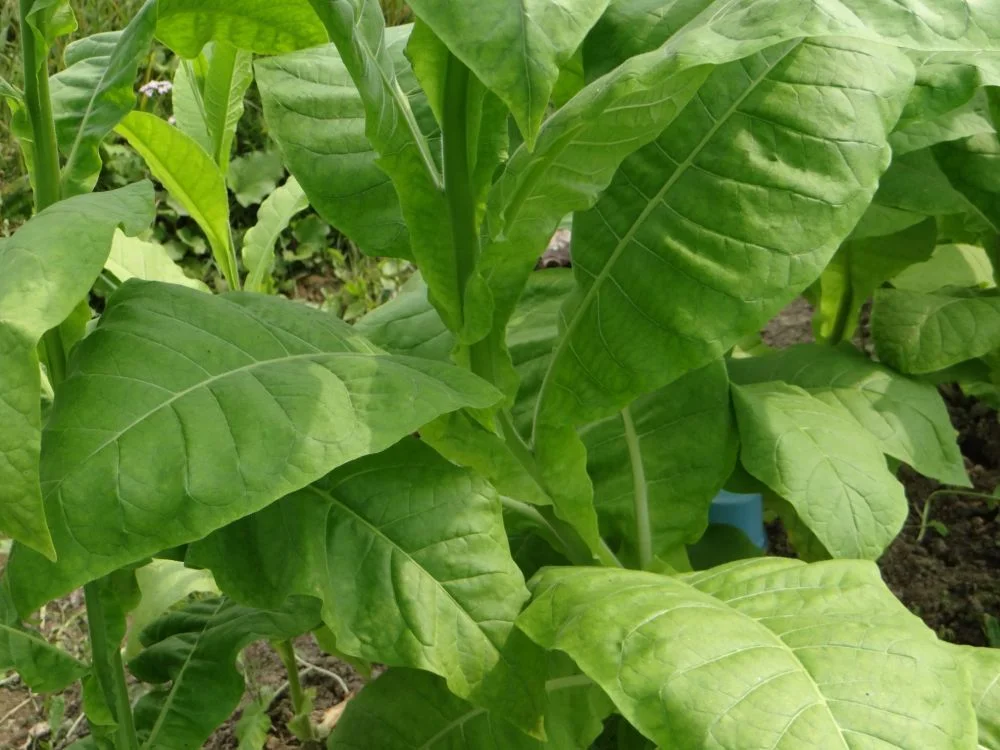 Насіння тютюну курильного Східний аромат Seedera, 0.05 г 2