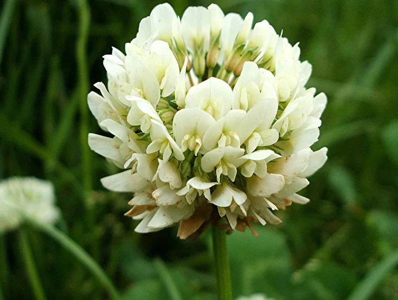 Насіння конюшини білого Рівендел, 1кг, DLF Seeds & Science (Данія), Професійне насіння 3