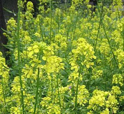 Семена белой горчицы, 25кг 2