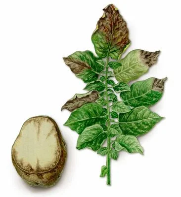 Фунгицид Ридомил Голд, 25г, Syngenta (Сингента) 4