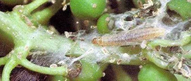 Інсектицид Матч, 4мл, Syngenta (Сингента) 4