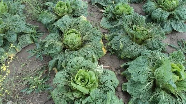 Інсектицид Матч, 4мл, Syngenta (Сингента) 3