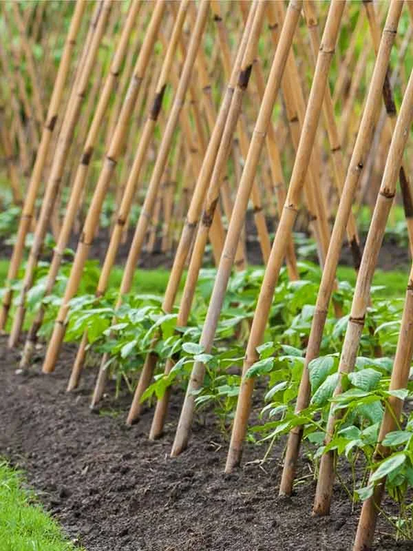 Бамбуковая опора для растений 120, bmb-120 3