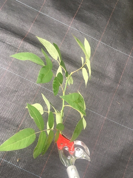 Секатор, ARS, 150-0.6 5