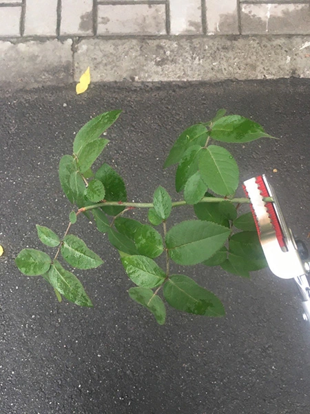 Секатор, ARS, 150-0.6 6