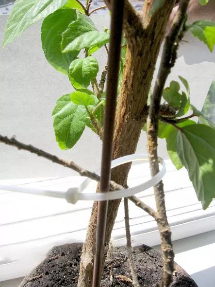 Опора Elsa для рослин ПВХ 120 см (pmpvh-120) 4