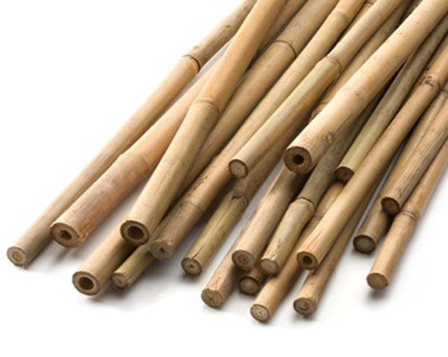 Бамбук декоративный, 120см