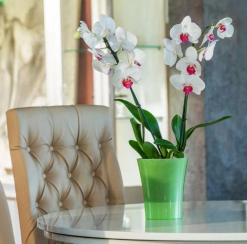 Горщик Santino Arte-Dea круглий, зелене яблуко, 2 л (ADEA20GA) 5