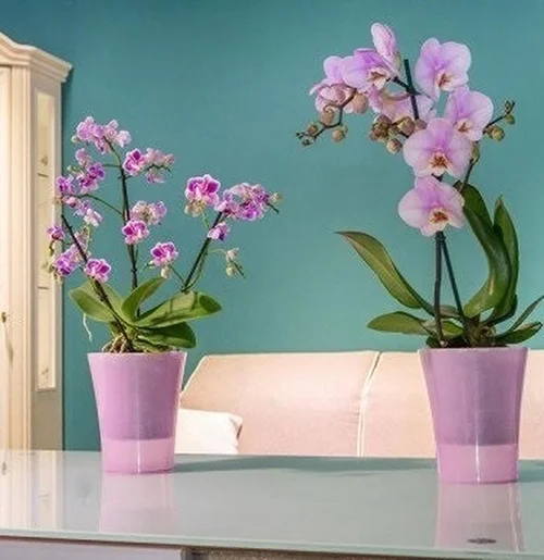 Горшок пластиковый Santino Arte-Dea круглый 2 л лотос (ADEA20PNK) 4