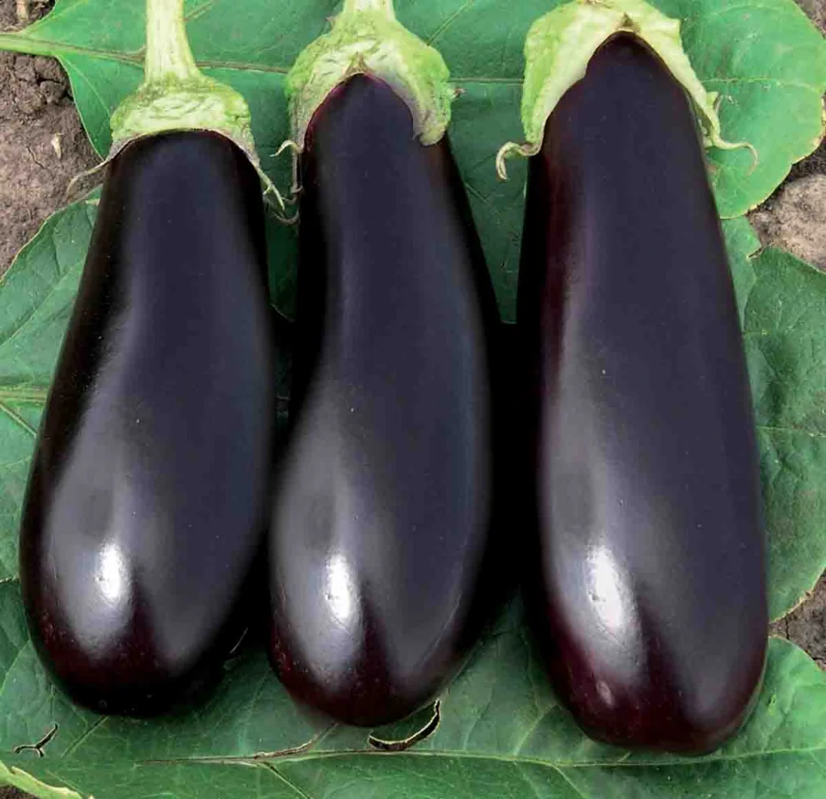 Семена баклажана Фабина F1, 10шт, Clause, Франция, Beste Kern 2