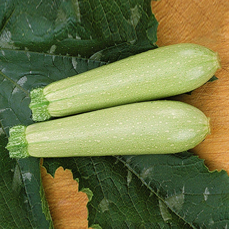 Семена кабачка Искандер F1, 10шт, Seminis, Голландия, Beste Kern 2