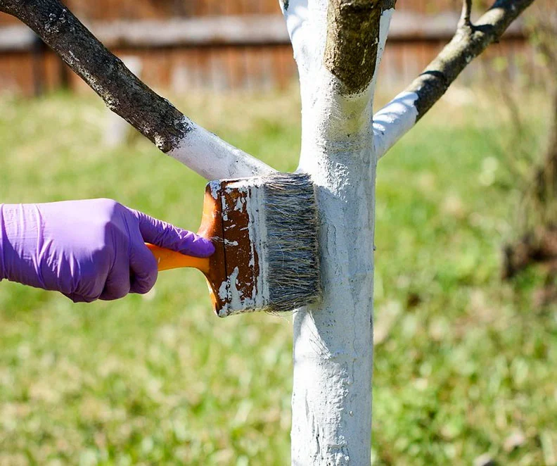 Садова побілка з мідним купоросом, 1.5кг, ТМ Юніфарб 3