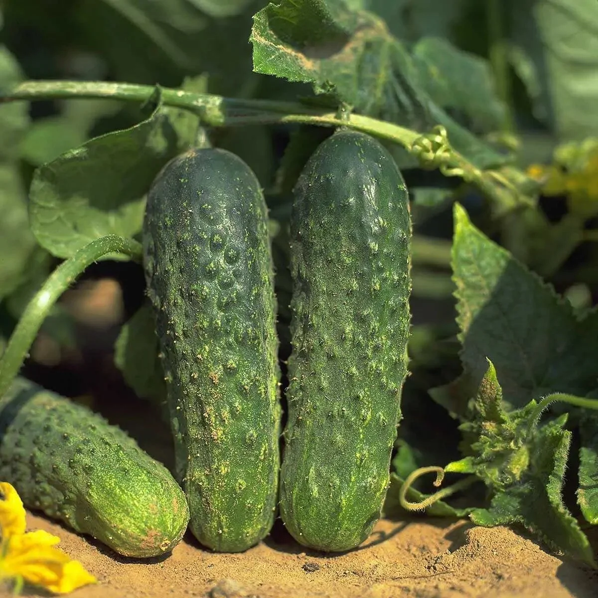 Насіння огірка Аякс F1 20 шт, Nunhems Zaden, Голландія, Beste Kern 2