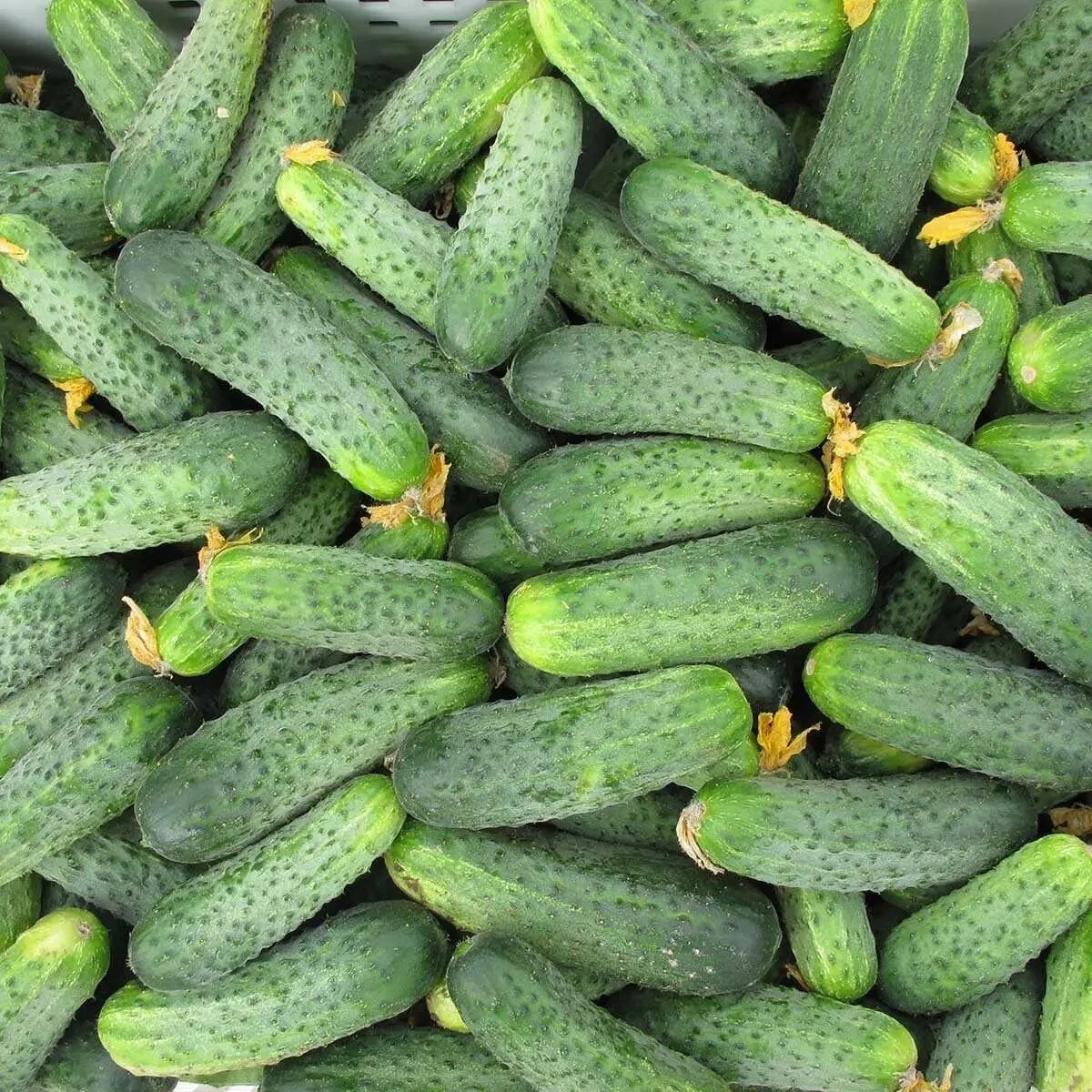 Насіння огірка Аякс F1 20 шт, Nunhems Zaden, Голландія, Beste Kern 3