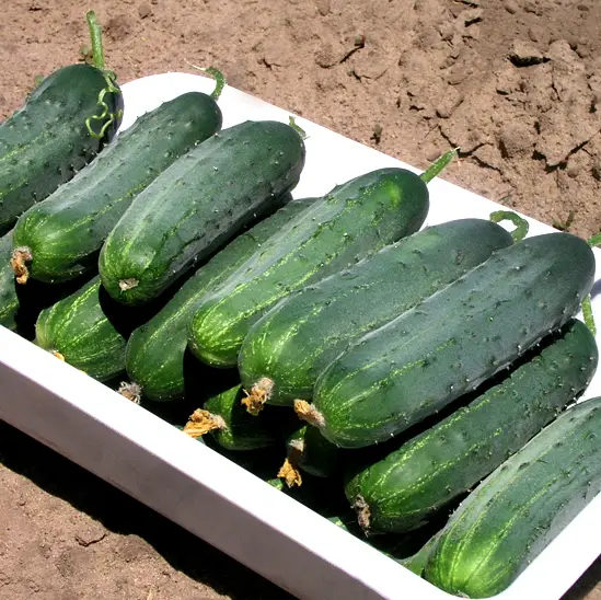 Насіння огірка Гектор F1 20 шт, Nunhems Zaden, Голландія, Beste Kern 2