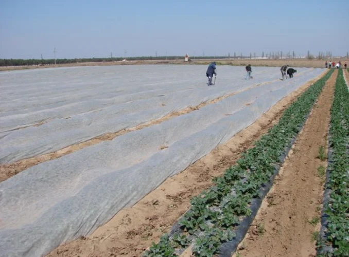 Агроволокно белое 50 UV, 1.6х100м, Agreen (Агрин) 4