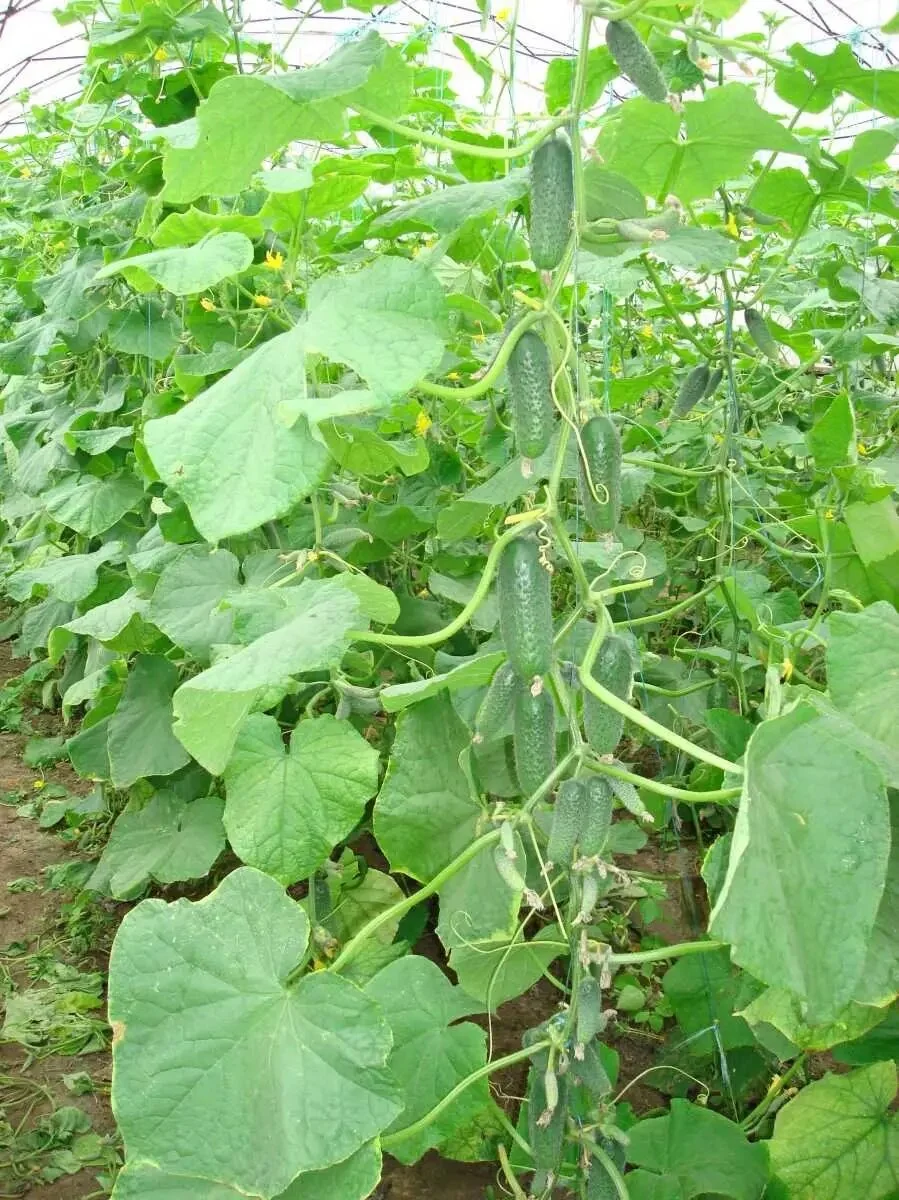 Насіння огірка Кібрія F1, 10шт, Rijk Zwaan, Голландія, Beste Kern 3