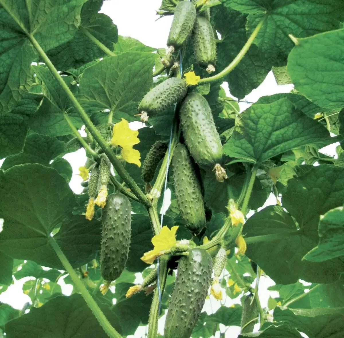 Насіння огірка Кібрія F1, 10шт, Rijk Zwaan, Голландія, Beste Kern 2