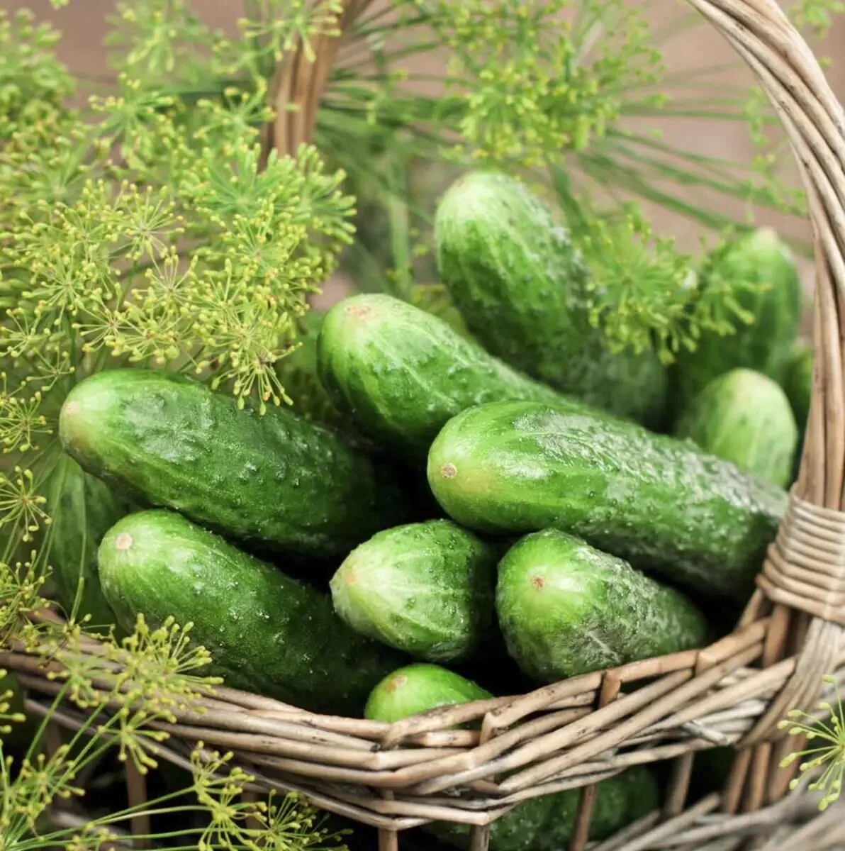 Семена огурца Мирабелл F1, 10шт, Seminis, Голландия, Beste Kern 2