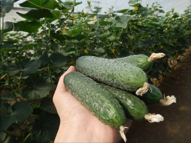 Насіння огірка СВ 4097 F1, 10шт, Seminis, Голландія, Beste Kern 2