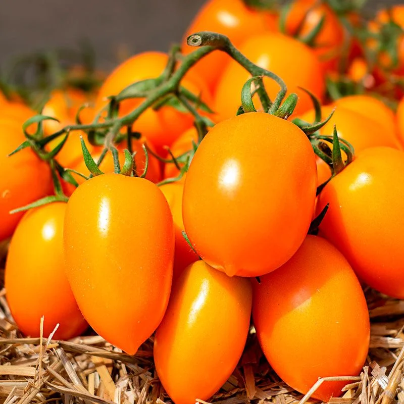 Насіння томату Бенігара F1, 10шт, жовтий, Kitano Seeds, Голландія, Beste Kern 2