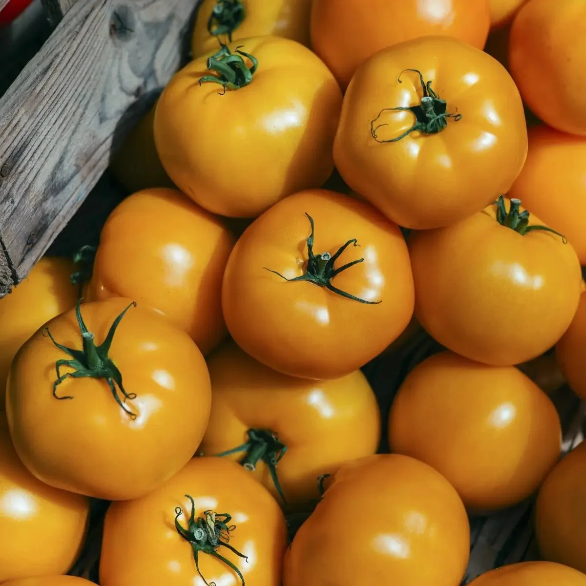 Насіння томату Нуксі F1, 10шт, жовтий, Kitano Seeds, Голландія, Beste Kern 2