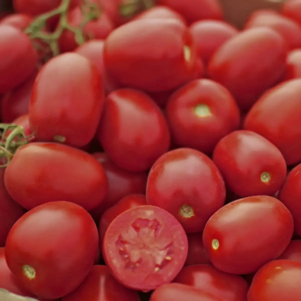 Насіння томату П'єтра Росса F1, 20 шт, Clause, Франція, Beste Kern 2