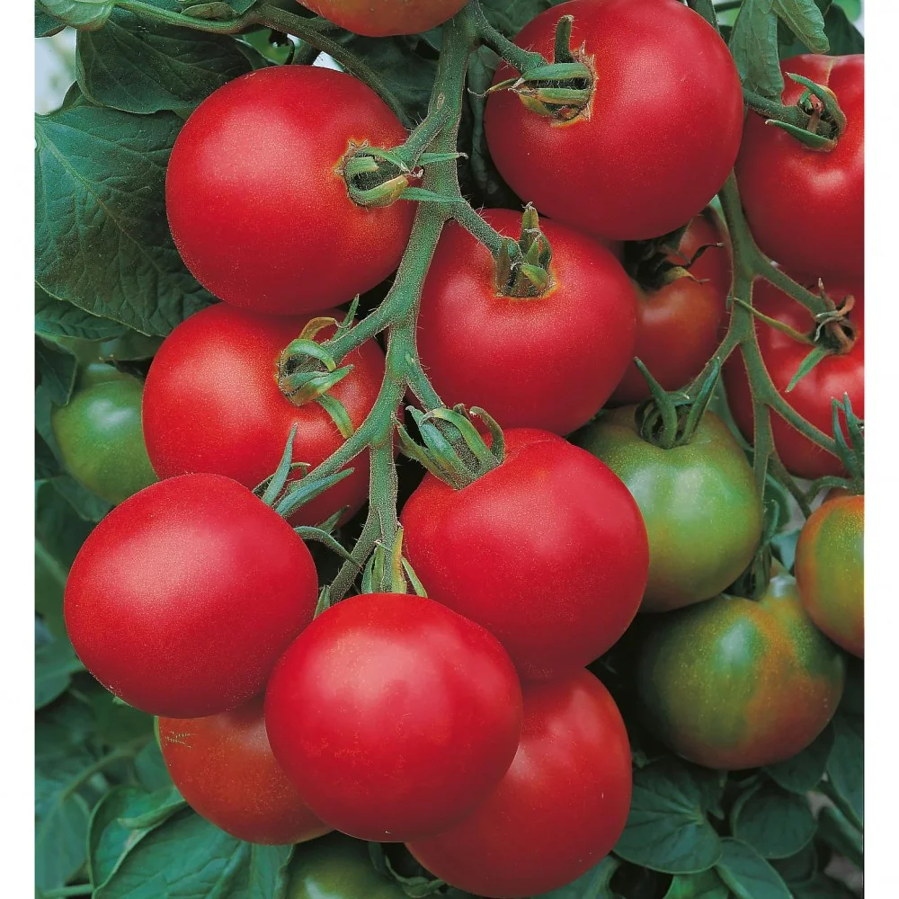 Насіння томату Толстой F1, 10 шт, Bejo, Голландія, Beste Kern 2