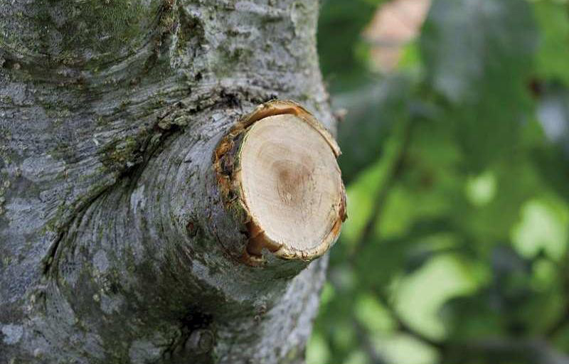 Сучкорез Gardena SmartCut 590 A з храповим механізмом, 08773-20.000.00 5