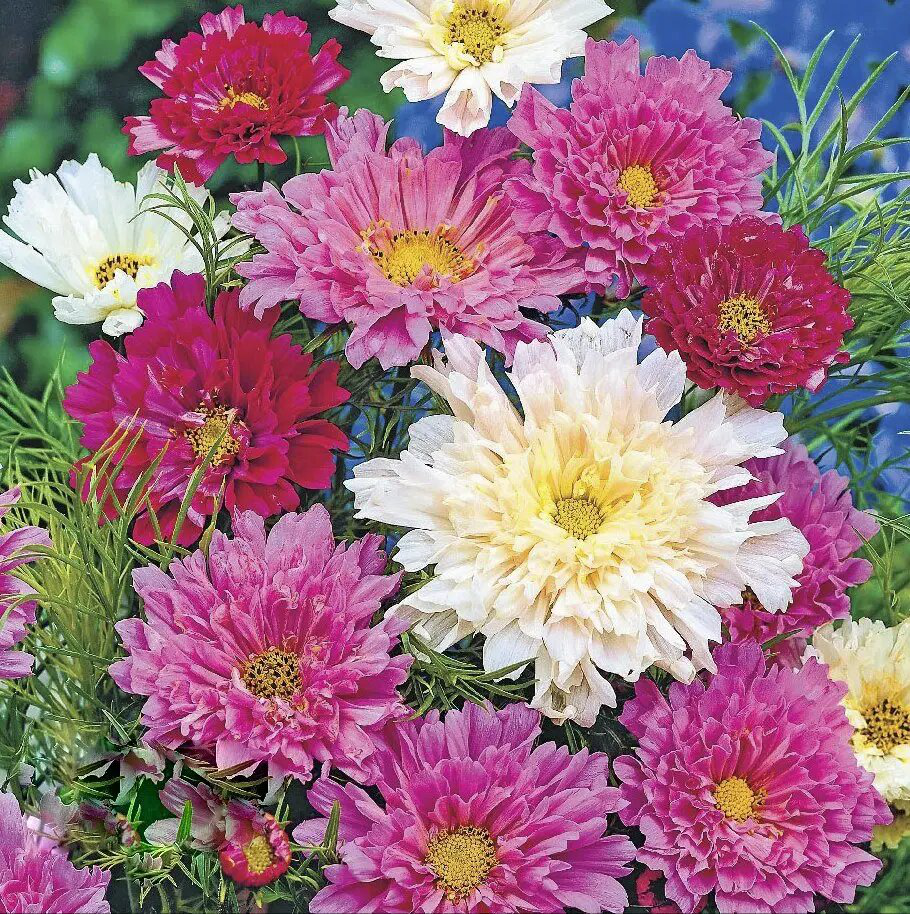 Насіння космеї Сенсація суміш, 0.2 г, Hem, Голландія, Професійне насіння 2