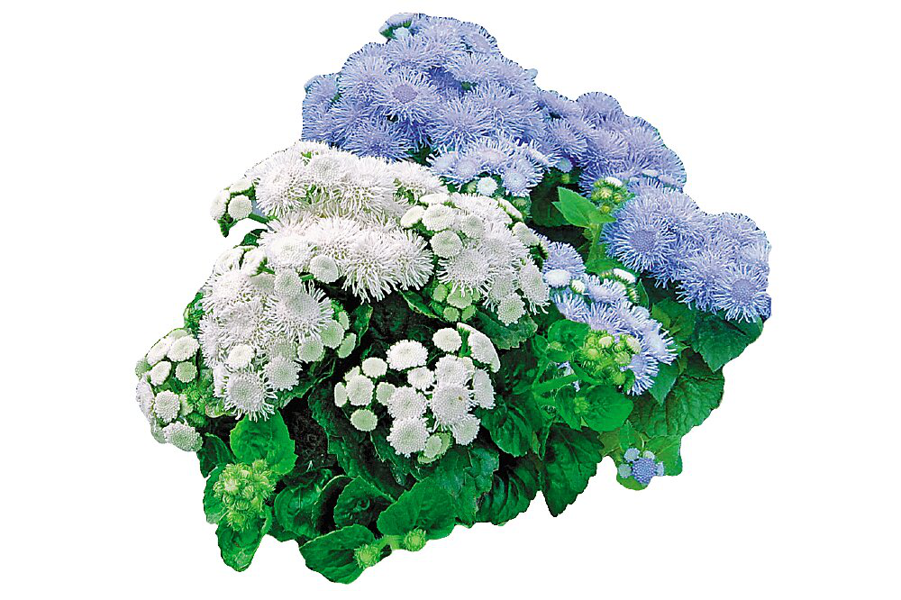 Насіння агератуму Алоха, 10 шт, Hem Genetics, Голландія, насіння Леда Агро 2