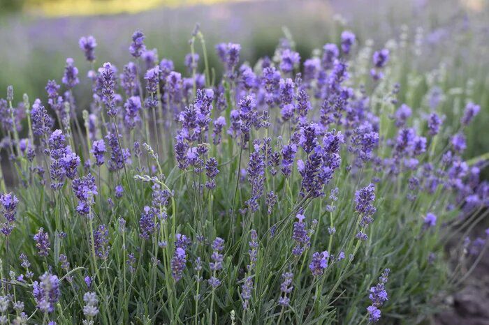 Семена лаванды, 0.1 г, Hem, Голландия, семена Леда Агро 2