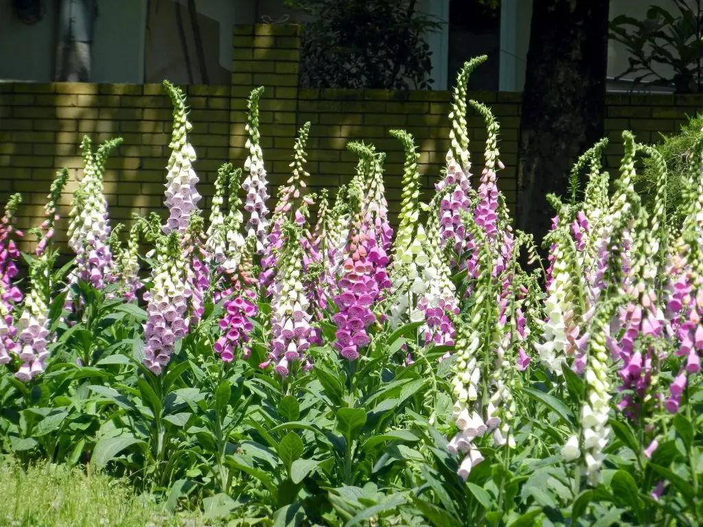 Семена наперстянки Пурпурная смесь, 0.1 г, Hem, Голландия, Професійне насіння 2