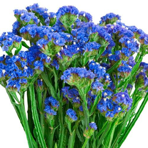 Насіння статиці виїмчатої Синя ріка, 0.1 г, Hem, Голландія, Професійне насіння 2