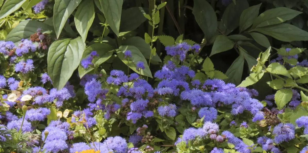 Насіння агератуму Блакитне хутро, 0.25 г, Hem, Голландія, Професійне насіння 3